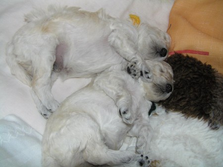 ...a taková bříška máme (Cvalík) CASTOR 613 g a (Cestovatel) CARINO 554 g...